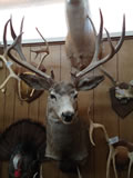 Mule Deer Mount 016