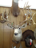 Mule Deer Mount 017
