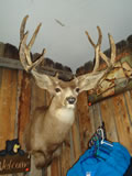 Mule Deer Mount 018