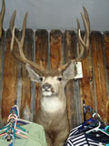 Mule Deer Mount 019