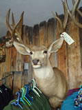 Mule Deer Mount 020