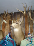 Mule Deer Mount 021