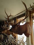 Elk Mount 001