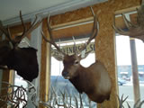Elk Mount 002