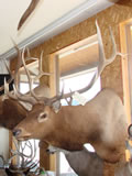 Elk Mount 003