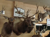 Elk Mount 004