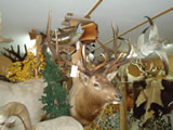 Elk Mount 005
