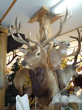 Elk Mount 006