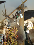 Elk Mount 007