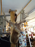 Elk Mount 008