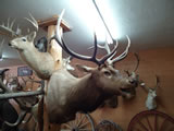 Elk Mount 009