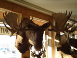Moose Mount 003