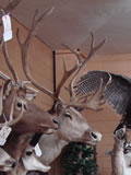 Caribou Mount 001