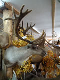 Caribou Mount 002