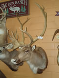 Caribou Mount 003