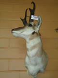 Pronghorn Antelope Mount 001