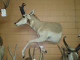 Pronghorn Antelope Mount 002