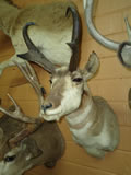 Pronghorn Antelope Mount 003
