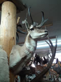 Pronghorn Antelope Mount 004