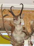 Pronghorn Antelope Mount 005