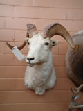 Dall Sheep Mount 001