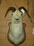 Stone Sheep Mount 001