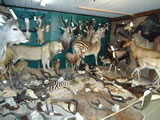 African Mounts 001