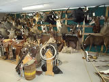 African Mounts 002