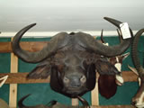 Cape Buffalo Mount 001