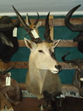 Eland Mount 001