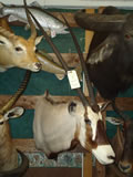 Gensbok Mount 001