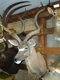 Kudu Mount 001
