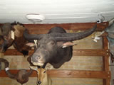 Water Buffalo Mount 001