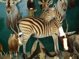Zebra Mount 001