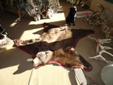 Black Bear Rug 001