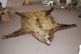 Grizzly Bear Rug 001