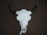 Buffalo Skull 001