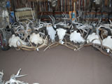 Buffalo Skulls 001