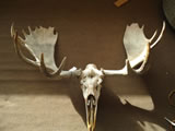 Moose Skull 001