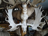 Moose Skull 002