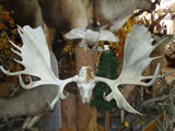 Moose Skull 003