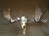 Moose Skull 004