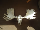 Moose Skull 005