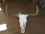 Longhorn Skull 001