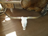 Longhorn Skull 002