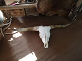 Longhorn Skull 003