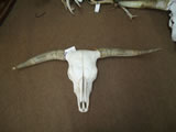 Longhorn Skull 004