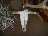 Longhorn Skull 005