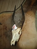 Bushbuck Skull 001