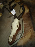 Hartebeest Skull 001